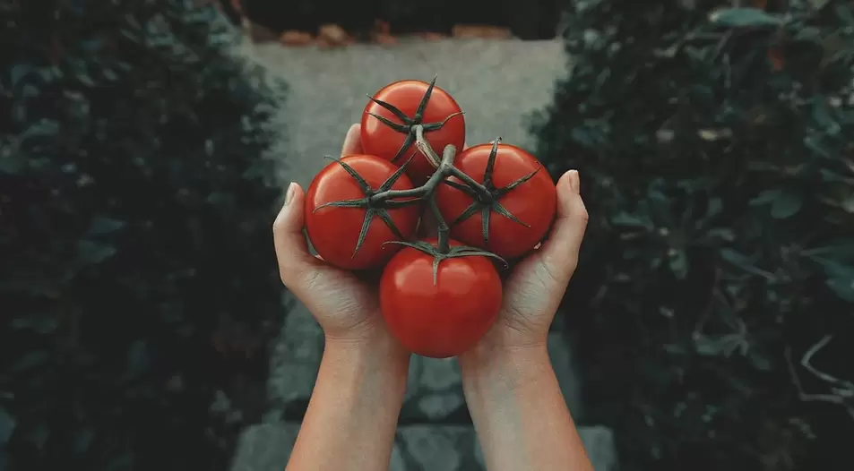 Tomaten für die Potenz